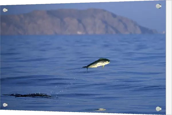 Young Dolphinfish (Coryphaena hippurus) leaping in the midriff region of the Gulf of California (Sea of Cortez), Mexico. Note: other common names include Maha Mahi (Hawaiian) and Dorado (Spanish)
