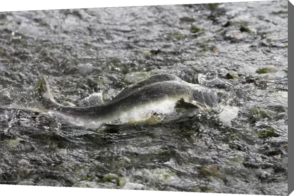 Adult male pink salmon (Oncorhynchus gorbuscha) spawning in a stream in southeast Alaska, USA. This species is also sometimes called humpy or humpbacked salmon due to the huge hump that develops on the back during