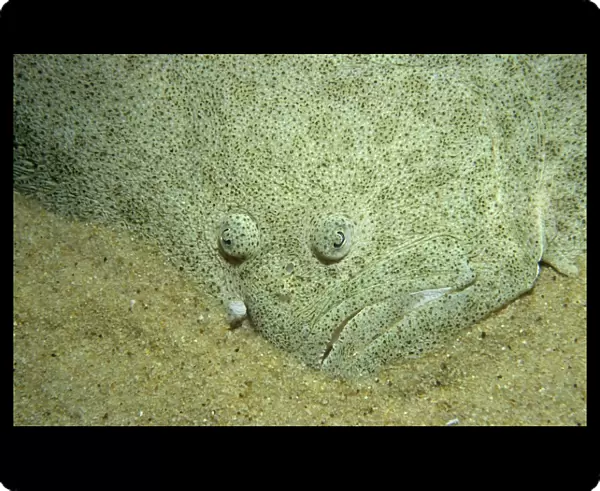 Turbot (Psetta maxima), head viewed from above, resting on sand, showing eyes and mouth, Firth of Forth, Scotland, UK North