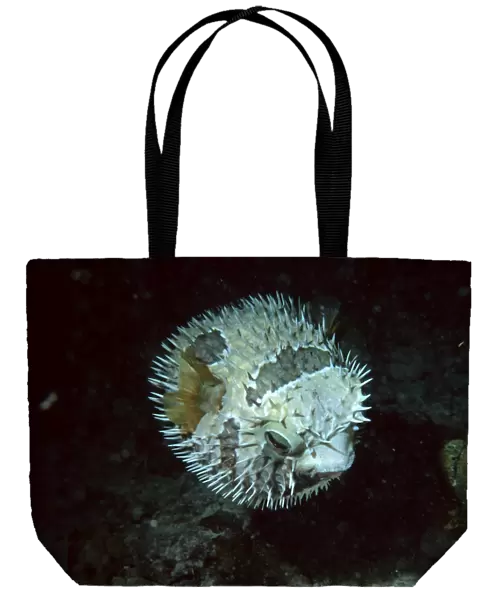 Black-blotched porcupinefish inflated at night, Diodon liturosus, Similan Islands, Thailand (Andaman Sea)