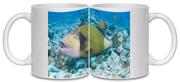 Titan Triggerfish (Balistoides viridescens) The largest of the triggerfish family and often aggressive when approached especially whilst nesting. Red Sea