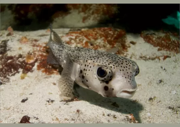 Porcupinefish - Diodon hystrix. Galapagos, Pacific Ocean