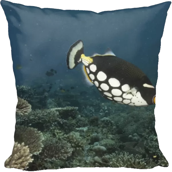 Clown Triggerfish (Balistoides conspicillum), swimming over tropical coral reef, clearly showing all of distinctive spotted markings, Sipidan, Mabul, Malaysia