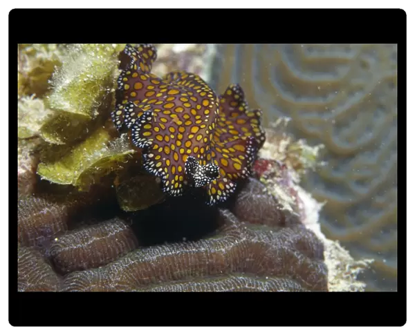 Leopard flatworm (Pseudobiceros pardalis), crawling over corals with head facing front, Cayman Islands