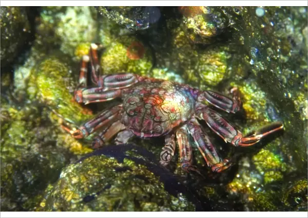 Tidal crab, Plagusia depressa, St. Peter and St. Pauls rocks, Brazil, Atlantic Ocean