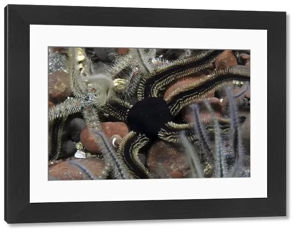 Black Brittle Starfish (Ophiocomino nigra), black variety on soft coral and fragile brittle starfish, St Abbs, Scotland, UK North Sea