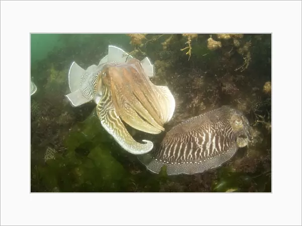 Cuttlefish (Sepia officinalis) Courtship Babbacombe, Torquay, South Devon, UK. (RR)