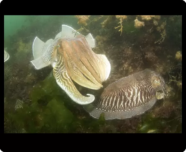 Cuttlefish (Sepia officinalis) Courtship Babbacombe, Torquay, South Devon, UK. (RR)