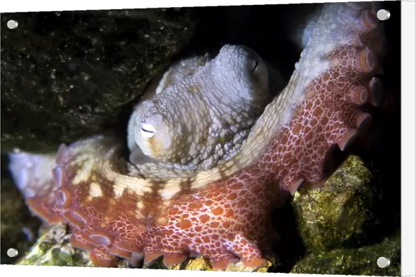 Octopus, Octopus insularis, St. Peter and St. Pauls rocks, Brazil, Atlantic Ocean