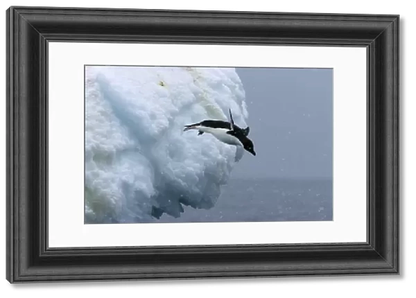 Adult Adelie penguins (Pygoscelis adeliae) leaping off of an iceberg in a snowstorm at Paulet Island in the Weddell Sea