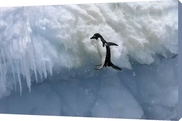 Adult Adelie penguins (Pygoscelis adeliae) falling off of an iceberg in a snowstorm at Paulet Island in the Weddell Sea. Restricted Resolution - Please contact us