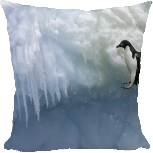 Adult Adelie penguins (Pygoscelis adeliae) falling off of an iceberg in a snowstorm at Paulet Island in the Weddell Sea. Restricted Resolution - Please contact us