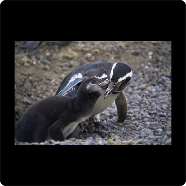Magellanic Penguin (Spheniscus magellanicus) feeding its chick. Punta Tombo Natural Reserve, Chubut Province, Argentina