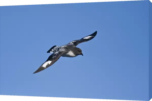 Adult cape petrel (Daption capense) on the wing in and around the Antarctic peninsula. This petrel is sometimes also called the pintado petrel, the word pintado meaning painted in