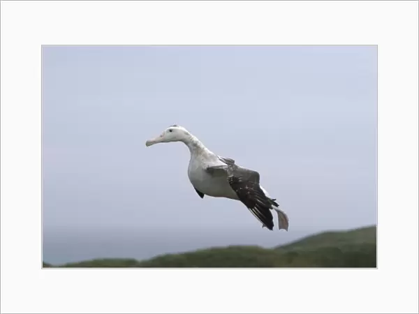 Adult wandering albatross (Diomedea exulans) landing on Prion Island, which lies in the Bay of Isles towards the west end of South Georgia Island in the Southern Atlantic Ocean. The wandering albatross is the largest (not heaviest) bird in the world