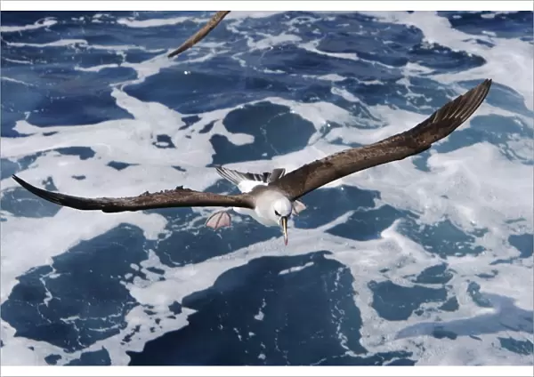 Adult yellow-nosed albatross (Thalassarche chlororhynchos) on the wing in the oceanic waters surrounding the Tristan da Cunha Island Group in the South Atlantic Ocean