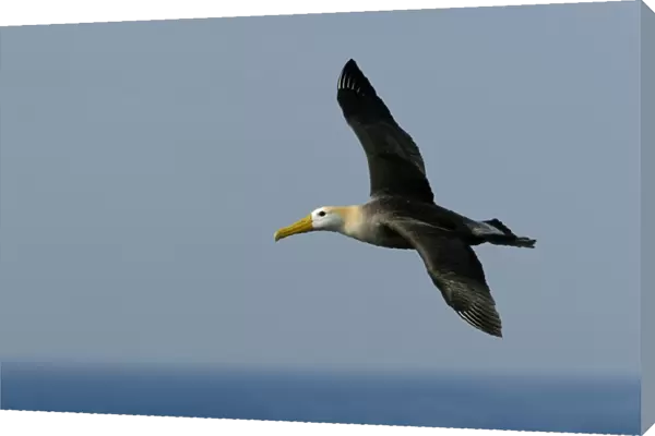 Adult waved albatross (Diomedea irrorata) in flight on Espanola Island in the Galapagos Island Group, Ecuador. Pacific Ocean. This species of albatross is endemic to the Galapagos Islands
