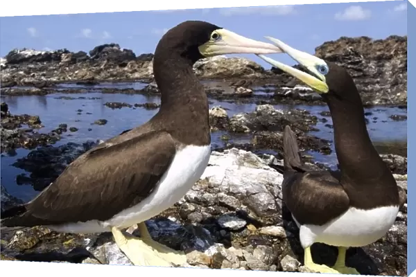 Brown booby, Sula leucogaster, male and female pecking, St. Peter and St. Pauls rocks, Brazil, Atlantic