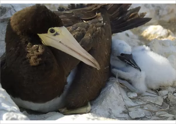 Brown booby, Sula leucogaster, mother and chick, St. Peter and St. Pauls rocks, Brazil, Atlantic