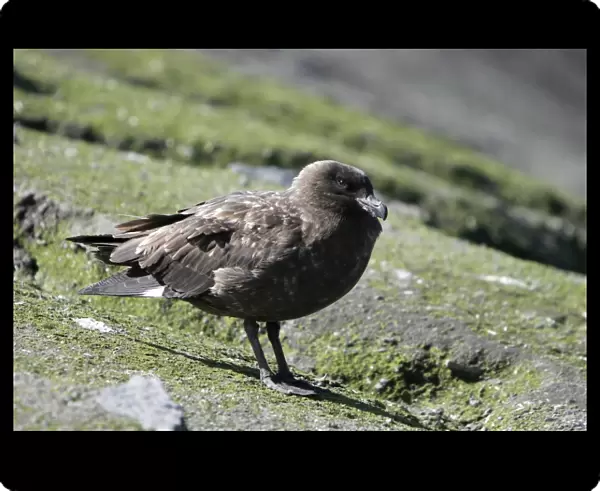 Adult Skua (Catharacta spp) on Baily Head on Deception Island in the Bransfield Strait, Antarctica