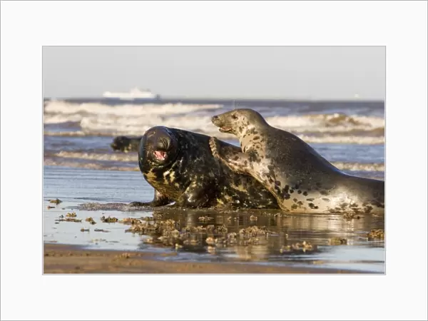 Grey Seal (Halichoerus grypus) reacting aggressively toward male on beach, sea and boat in background, Lincolnshire, UK (RR)