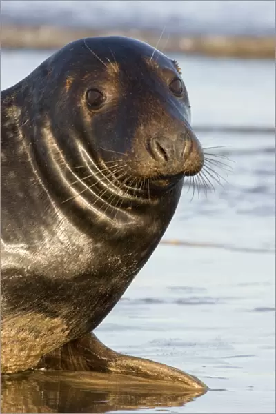 Grey Seal (Halichoerus grypus) portrait looking to camera, Lincolnshire, UK (RR)