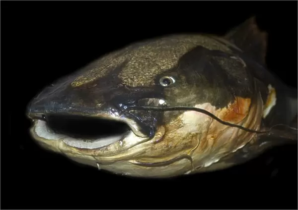 Red tailed catfish, Phractocephalus hemiliopterus, Manaus, Amazonas, Brazil