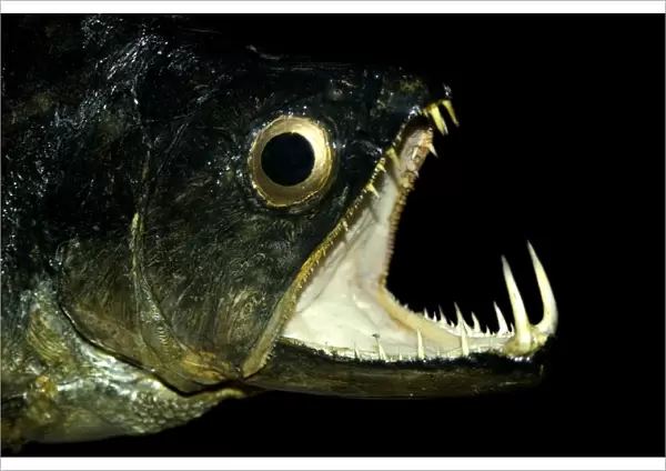 Dogfish, Hydrolicus pectoralis, jaw detail on preserved specimen, Amazon river basin, Amazonas, Brazil