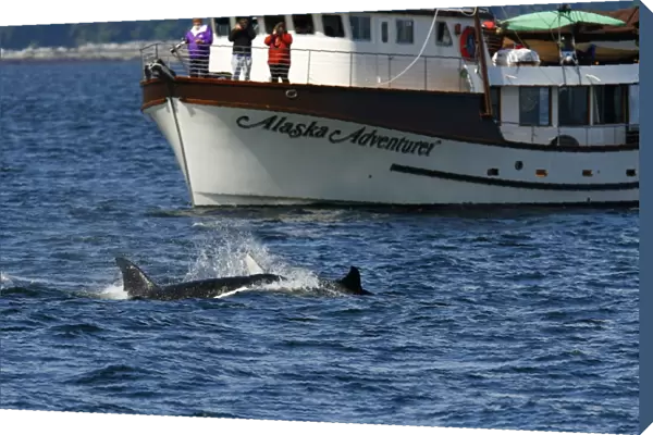 Whalewatchers aboard the Alaska Adventurer with a pod of 5 Orcas (Orcinus orca) encountered off Gardner Point on the south end of Admiralty Island, Southeast Alaska. The pod consisted of two adult males, one adult female, one possible