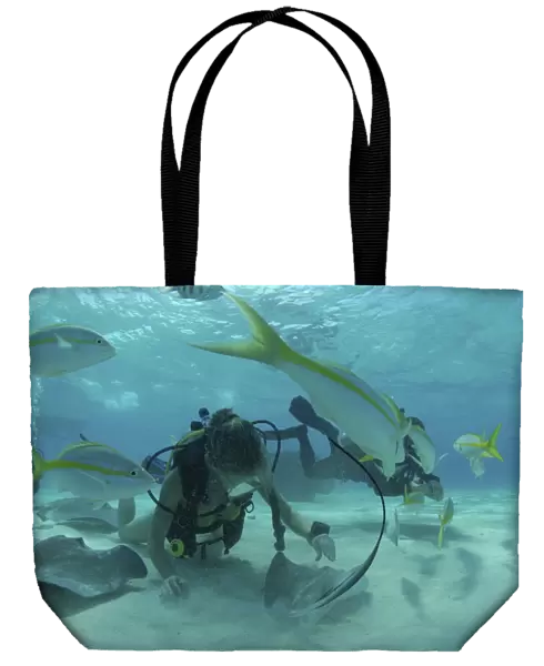 Diver with Sting rays, Stingray City Sandbar, Grand Cayman Island, Cayman Islands, Caribbean