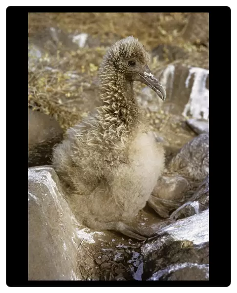 Fluffy half grown waved albatross chick. (Diomedea irrorata). Punta Suarez, Espa ola Island, Galapagos
