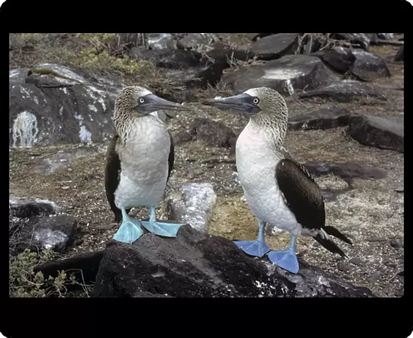 Blue-footed booby pair with different coloured feet. (Sula nebouxii). Punta Suarez, Espa ola Island, Galapagos