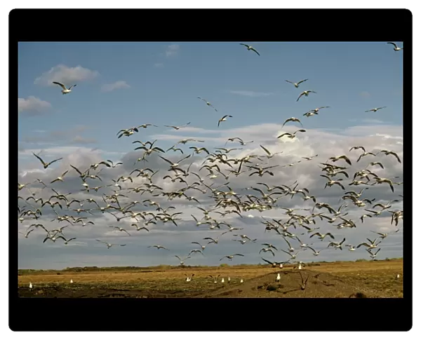 Mass of kelp gulls taking off. (Larus dominicanus and Larus modestus). Rio Grande, Tierra del Fuego