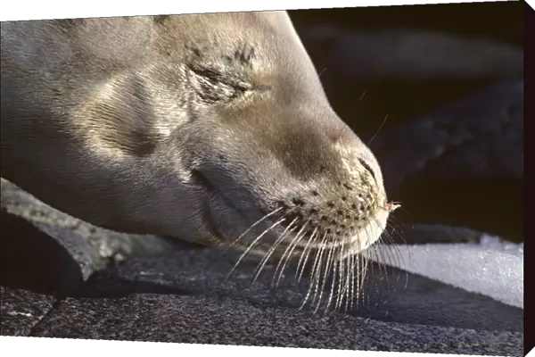 Head of crabeater seal eyes closed. (Lobodon carcinophaga). Antarctica