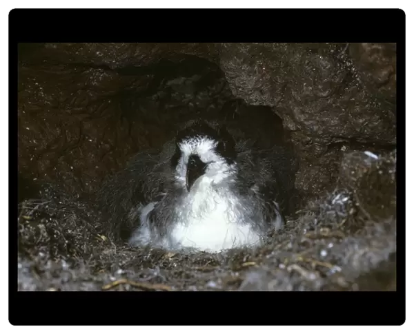Fledging Galapagos petrel chick in nest burrow. (Pterodroma phaeopygia). Highlands of Santa Cruz Island, Galapagos