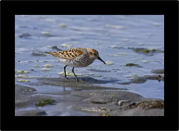Various shorebirds feeding at low tide to feed just outside Sitka, southeast Alaska, USA. Pacific Ocean
