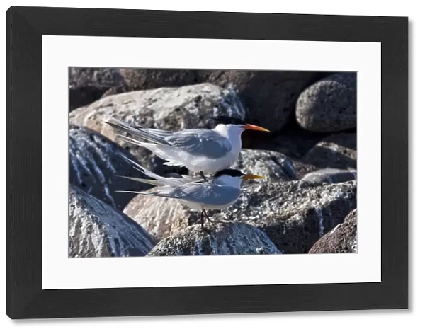 Elegant terns (Sterna elegans) nesting on tiny and remote Isla Rasa in the middle Gulf of California (Sea of Cortez), Mexico. About 95% of the worlds population of elegant terns nest on this tiny island, 2007 population estimates show about