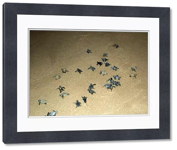 Loggerhead turtle hatchlings (Caretta caretta), Praia do Forte, Bahia, Brazil (South Atlantic) (RR)