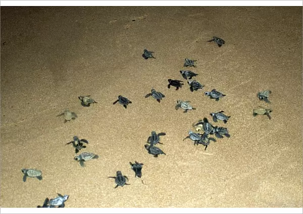 Loggerhead turtle hatchlings (Caretta caretta), Praia do Forte, Bahia, Brazil (South Atlantic) (RR)