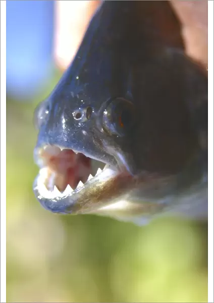 Piranha (Pygocentrus nattereri), a carnivorous fish, caught on a line, southern Pantanal, Mato Grosso do Sul