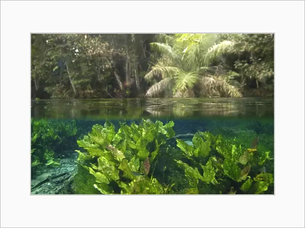 Freshwater plants and river-side trees in national freshwater spring preserve, Aqu rio natural, Bonito, Mato Grosso do Sul
