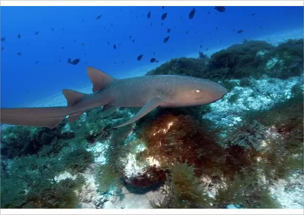 Nurse shark, Ginglymostoma cirratum, Fernando de Noronha, Pernambuco, Brazil, Atlantic Ocean