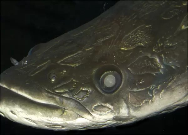 Arapaima or pirarucu face detail, Arapaima gigas; largest freshwater fish, naturally occurs in the Amazon river basin, mainly in Brazil; photo taken in