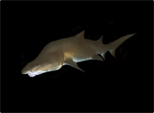 Deformed sand tiger shark, Carcharias taurus; found in warm seas worldwide; captive (rr)