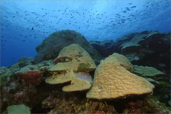 Lobe coral, Porites sp. Namu atoll, Marshall Islands (N. Pacific)