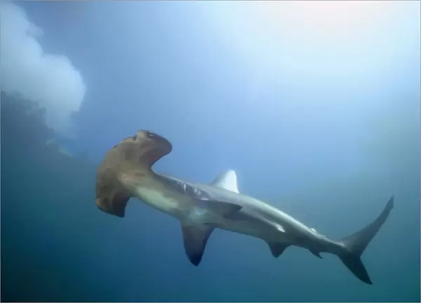 Scalloped hammerhead shark (Sphyrna lewini). Kaneohe Bay, Oahu, Hawaii (N. Pacific) (rr)
