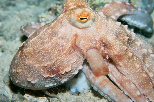 Ornate octopus, at night, (Octopus ornatus). Oahu, Hawaii (N. Pacific)