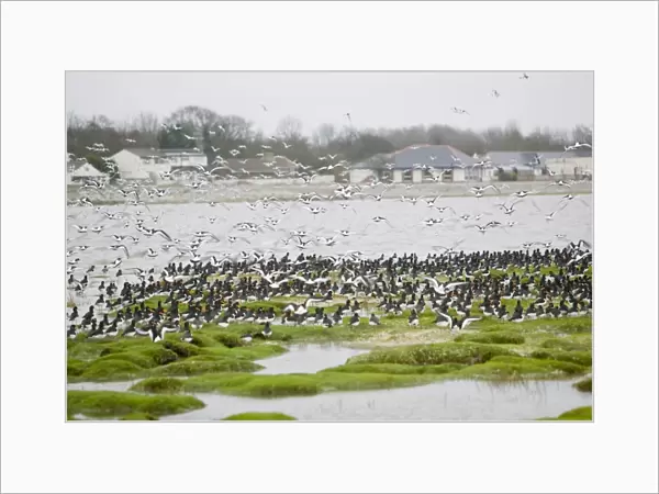 Oystercatchers roosting at high tide at Hest Bank Morecambe Bay UK Research has revealed that as temperatures start to warm numbers of shorebirds that overwinter in the UK are declining as conditions become more favourable for them to overwinter