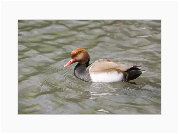 A male Red Crested Pochard
