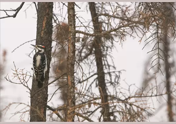 A Downy Woodpecker searches vainly for food in a burnt out forest neasr Fairbanks Alaska. The summer 0f 2004 was hot and dry leading to unprecedented forest fires which burnt an area the size of the UK in Alaska brought on by rapid temperature rise